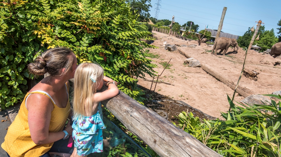 Mother and daughter looking at elephants
